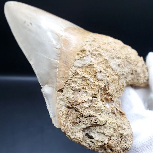楽天市場】【送料無料】【メガロドン /化石/歯/恐竜】極上 メガロドン