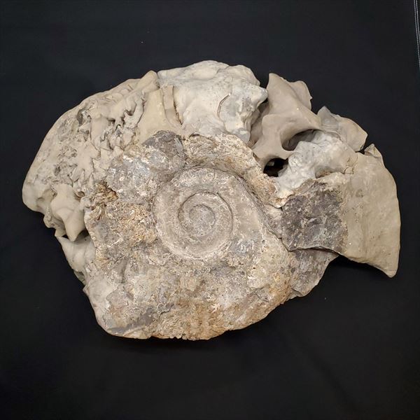 楽天市場】【送料無料】【アンモナイト/化石】 特大 アンモナイト 化石