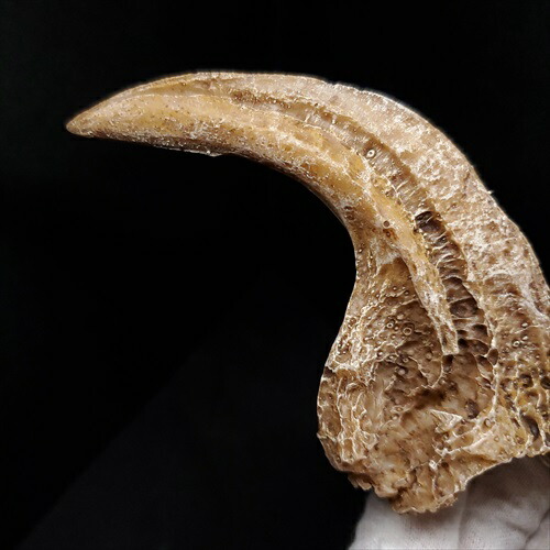 楽天市場】【送料無料】【アロサウルス /恐竜/化石】 アロサウルス 爪