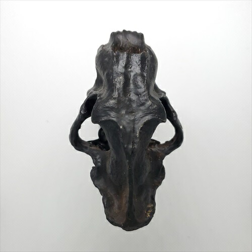 楽天市場】【送料無料】【スミロドン /サーベルタイガー/化石】 美品