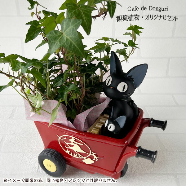 楽天市場】観葉植物 梱包送料込 同梱不可 ジジ ギフト 魔女の宅急便