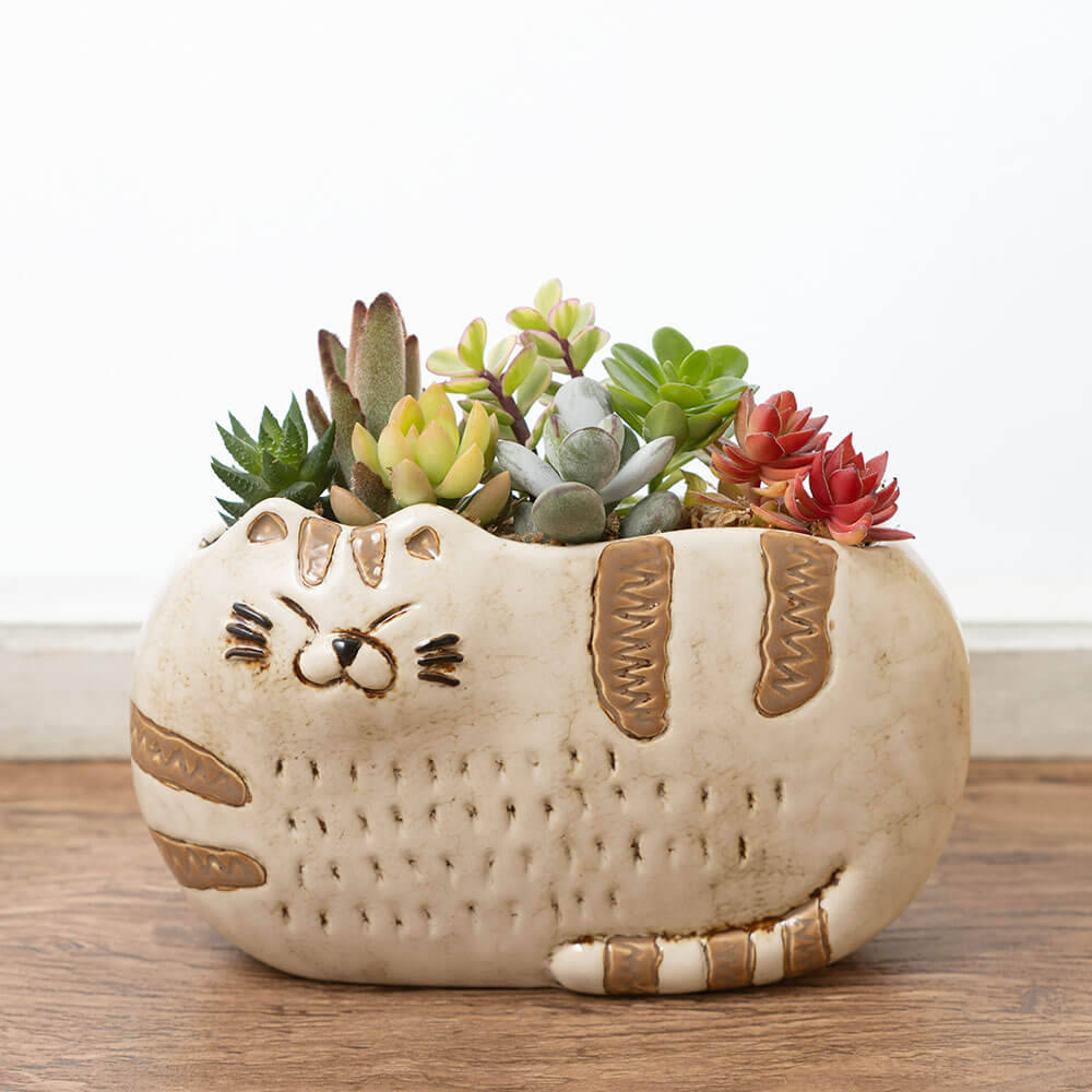 楽天市場】多肉植物 寄せ植え ギフト プレゼント 「猫さんの