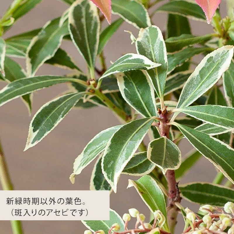 楽天市場】斑入りアセビ「フレーミングシルバー」植木苗 花 庭木