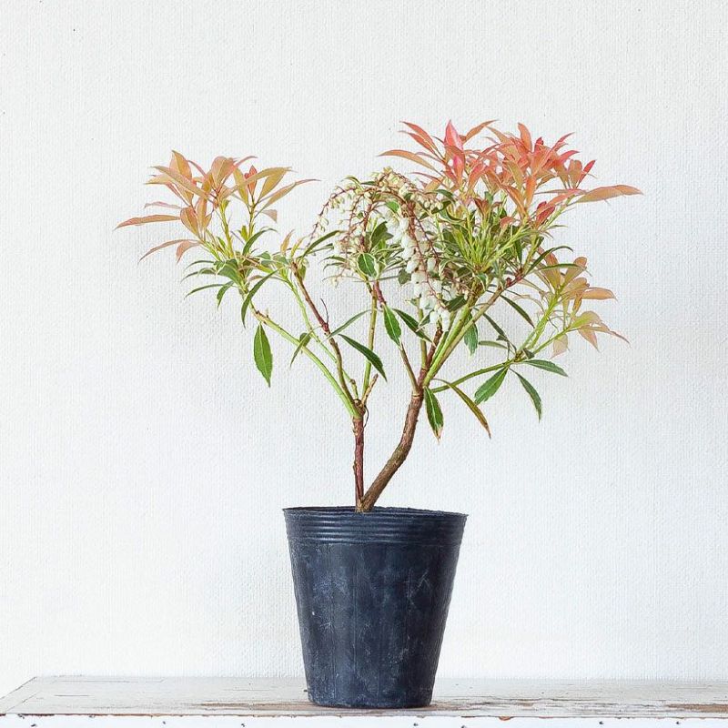 楽天市場】斑入りアセビ「フレーミングシルバー」植木苗 花 庭木