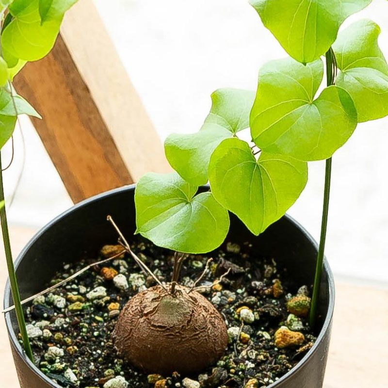 楽天市場】アフリカ亀甲竜。葉の可愛さも際立つ行燈仕立てキッ