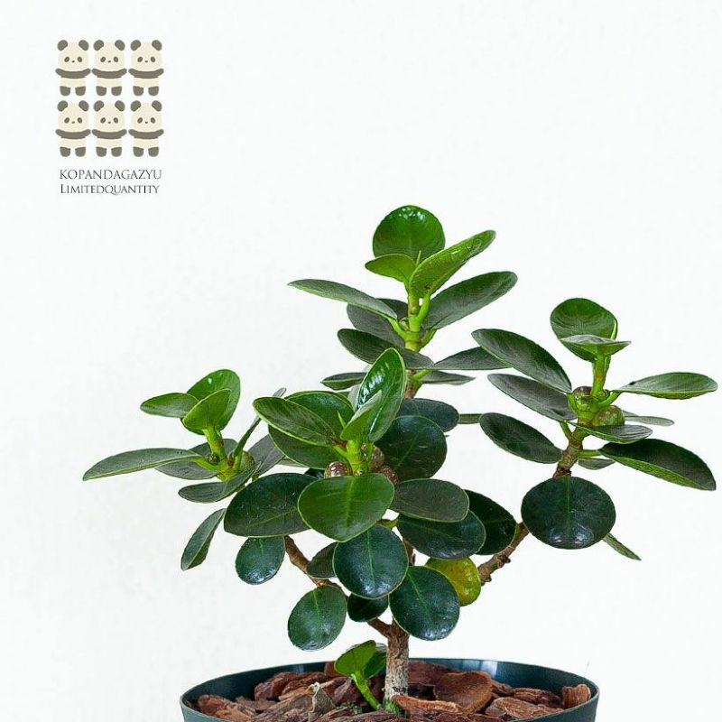 楽天市場】コパンダガジュマル4号スリット鉢パンダ ガジュマル ぱんだ