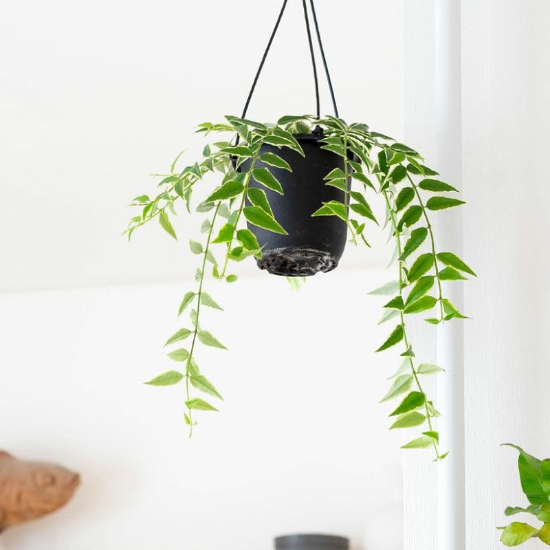 楽天市場】「斑入り」のホヤ・ベラ吊り鉢 吊り下げ 吊るす ハンギング