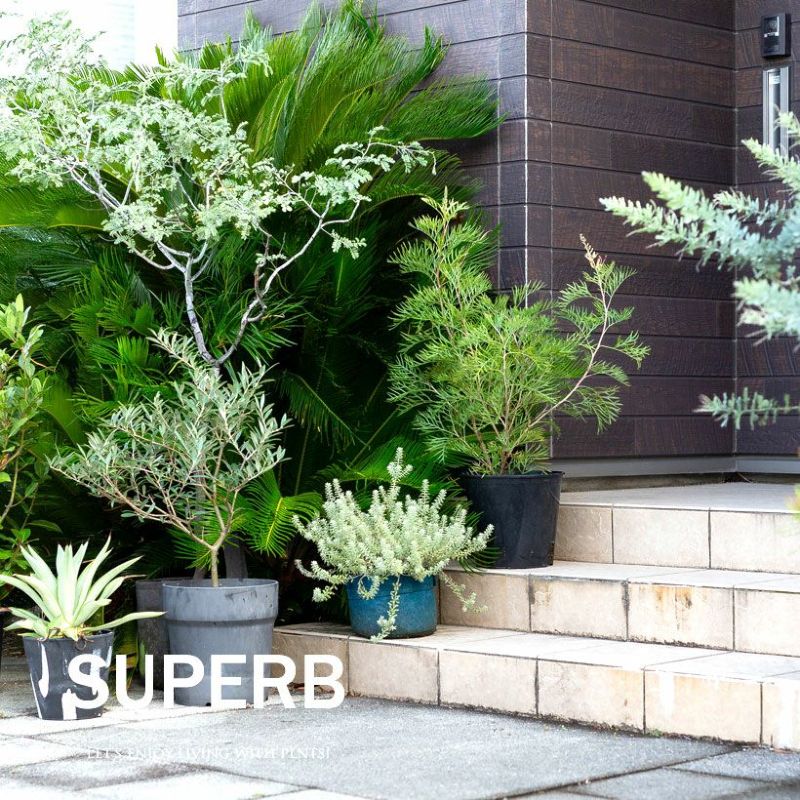 楽天市場】グレビレア・スパーブ8号鉢（同梱不可商品）グレビレア