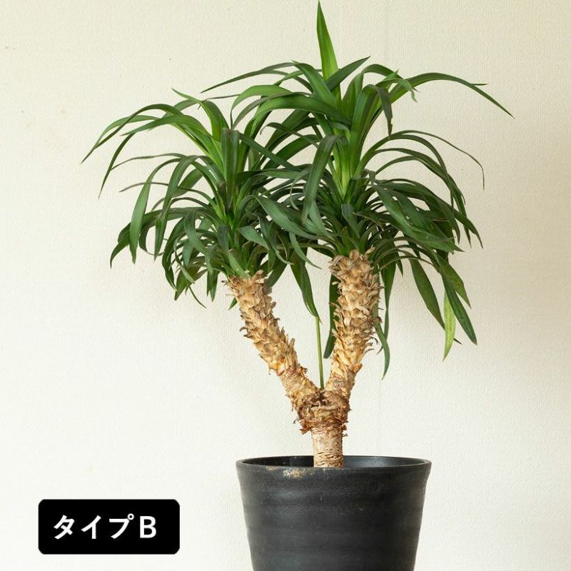 楽天市場】【写真で選べる】ユッカ・ディスメティアーナ希少な「分頭