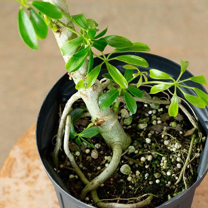 楽天市場】「幹曲がり」シェフレラ・コンパクタ（5号スリット鉢）※同梱