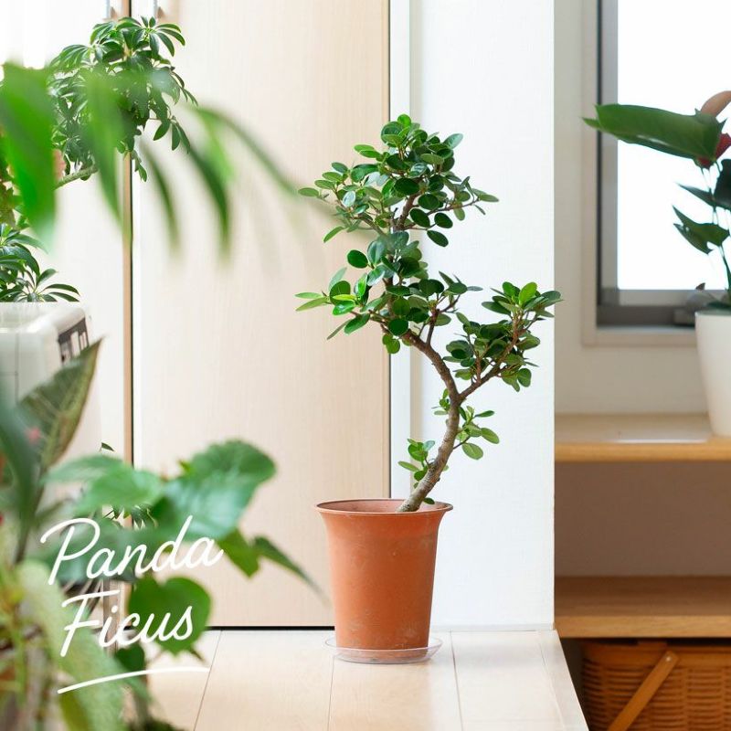 楽天市場】「幹曲がり」パンダガジュマル（6号鉢）※同梱不可商品観葉