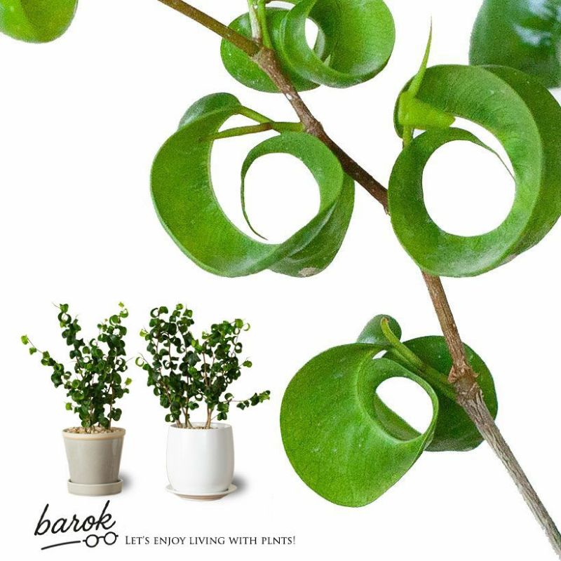 楽天市場】フィカス・ベンジャミン