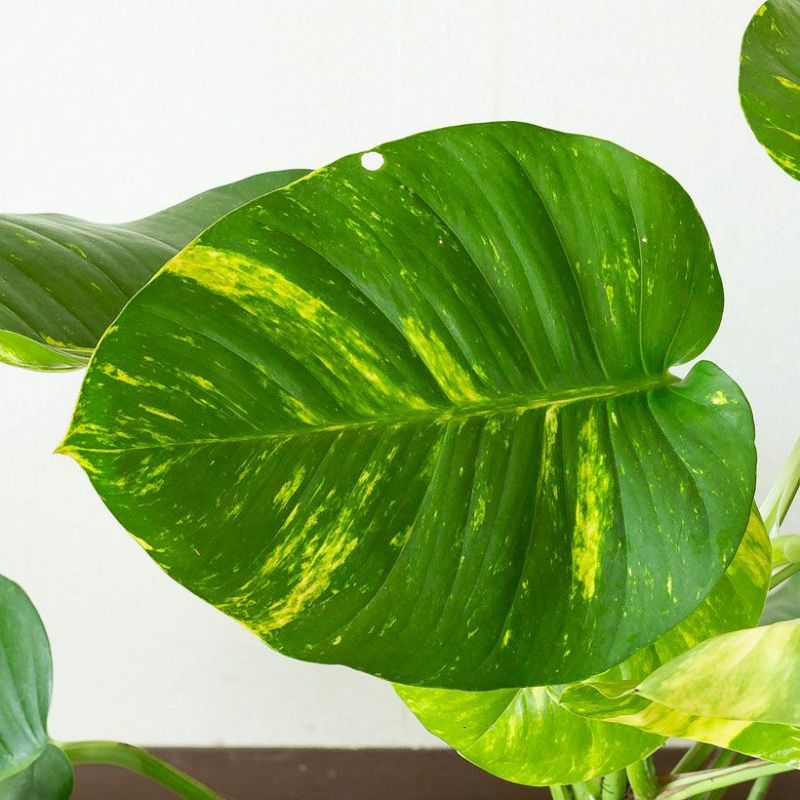 楽天市場】ポトス・グランデ（7号鉢）※同梱不可商品観葉植物 床置き