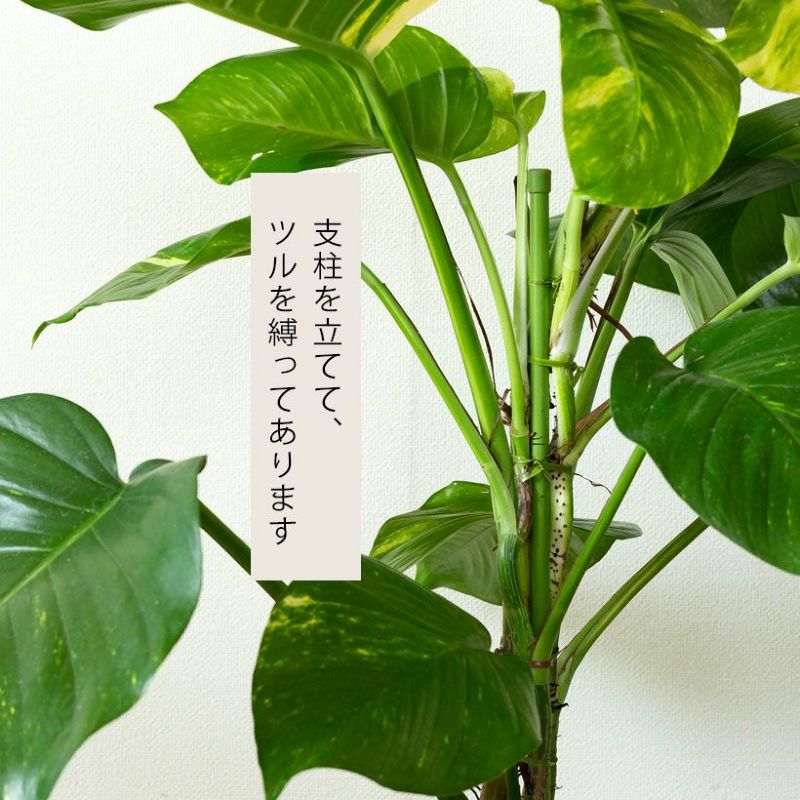 楽天市場】ポトス・グランデ（7号鉢）※同梱不可商品観葉植物 床置き