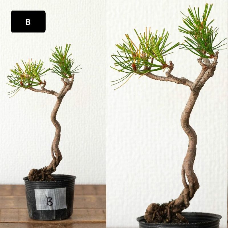 楽天市場】【写真で選べる】年数かけた、赤松ミニ盆栽の苗ぼんさい