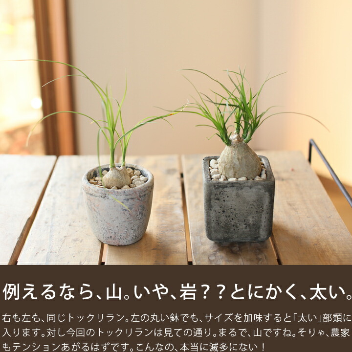 楽天市場】【完全数量限定】トックリランミニサイズなのに、幹がめちゃ