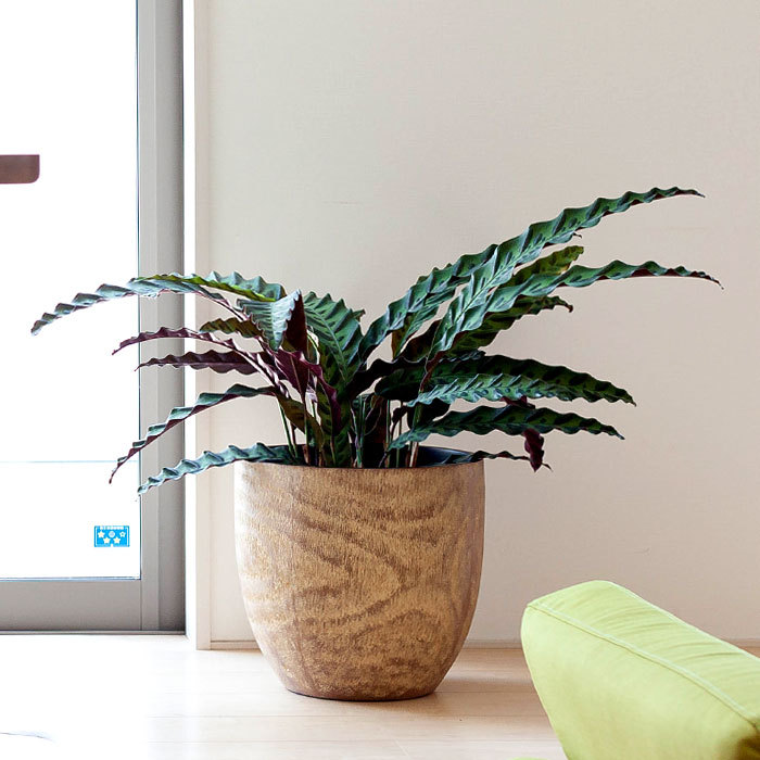 楽天市場】コンパクトで、いい感じの木目鉢（7号〜8号の植物向け）KI31