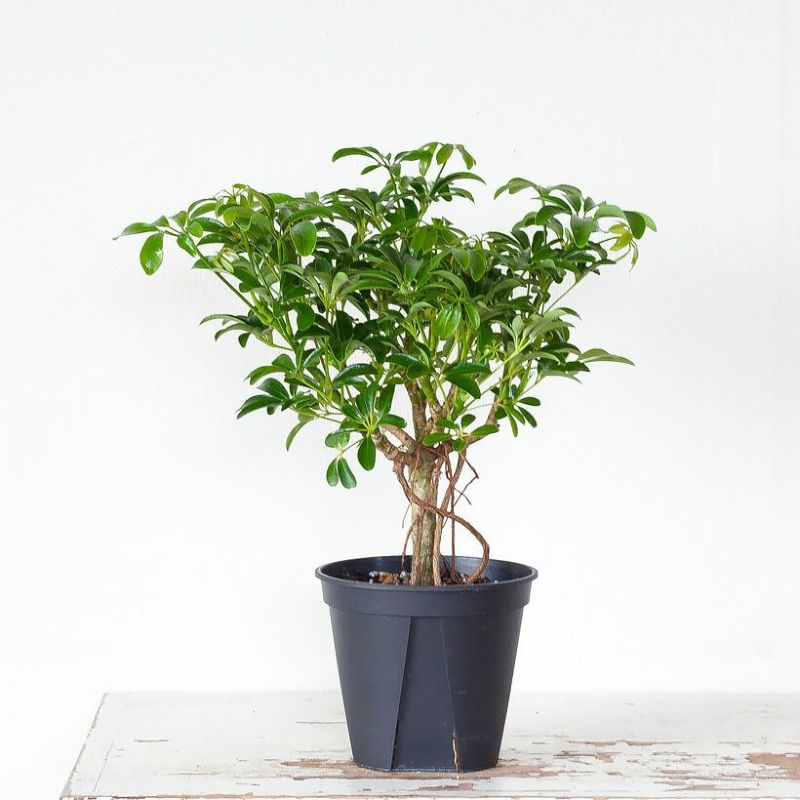 楽天市場】シェフレラ・コンパクタ5号サイズで2ピンチ : e-花屋さん