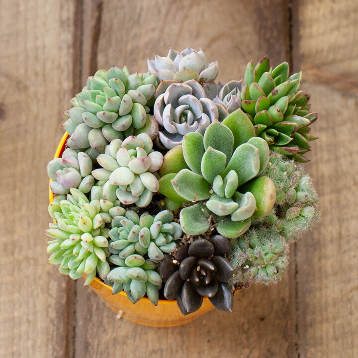 楽天市場】多肉植物の寄せ植え・3号ポット※カラーPOT（色お任せ）の