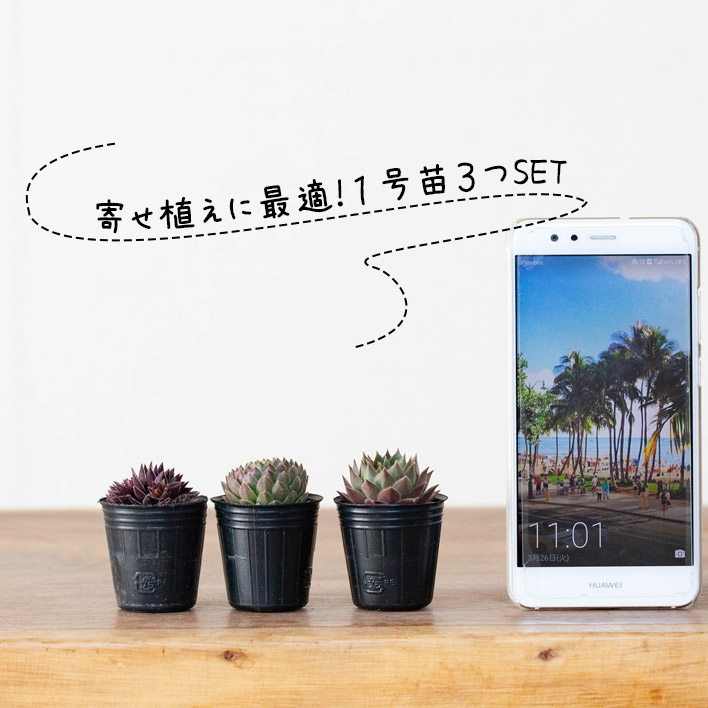 楽天市場】センペルビウム・寄せ植えしやすい「1号苗×3POTセット