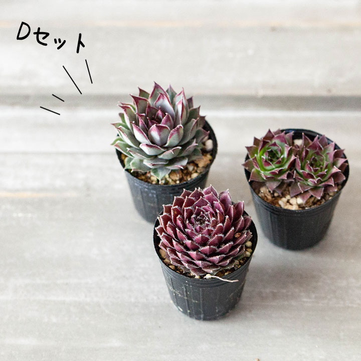 楽天市場】センペルビウム・寄せ植えしやすい「1号苗×3POTセット