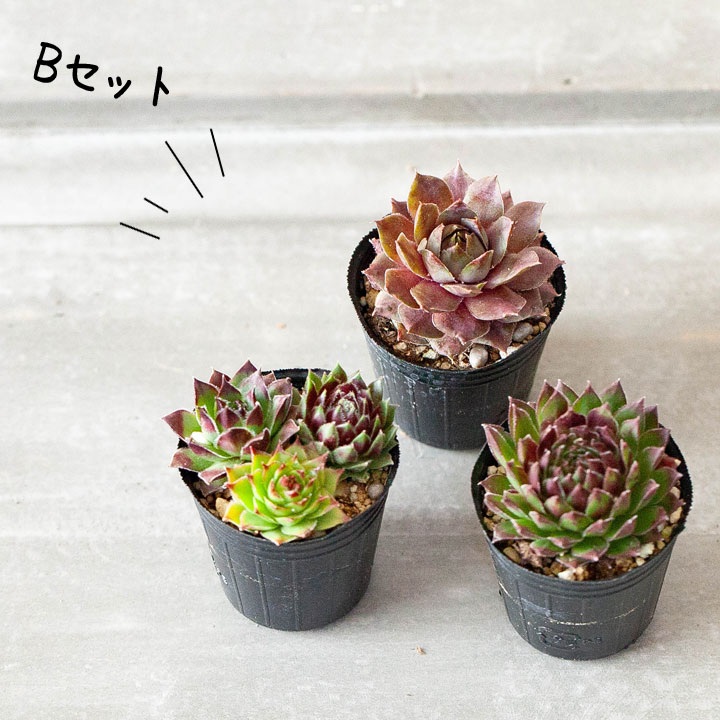 楽天市場】センペルビウム・寄せ植えしやすい「1号苗×3POTセット