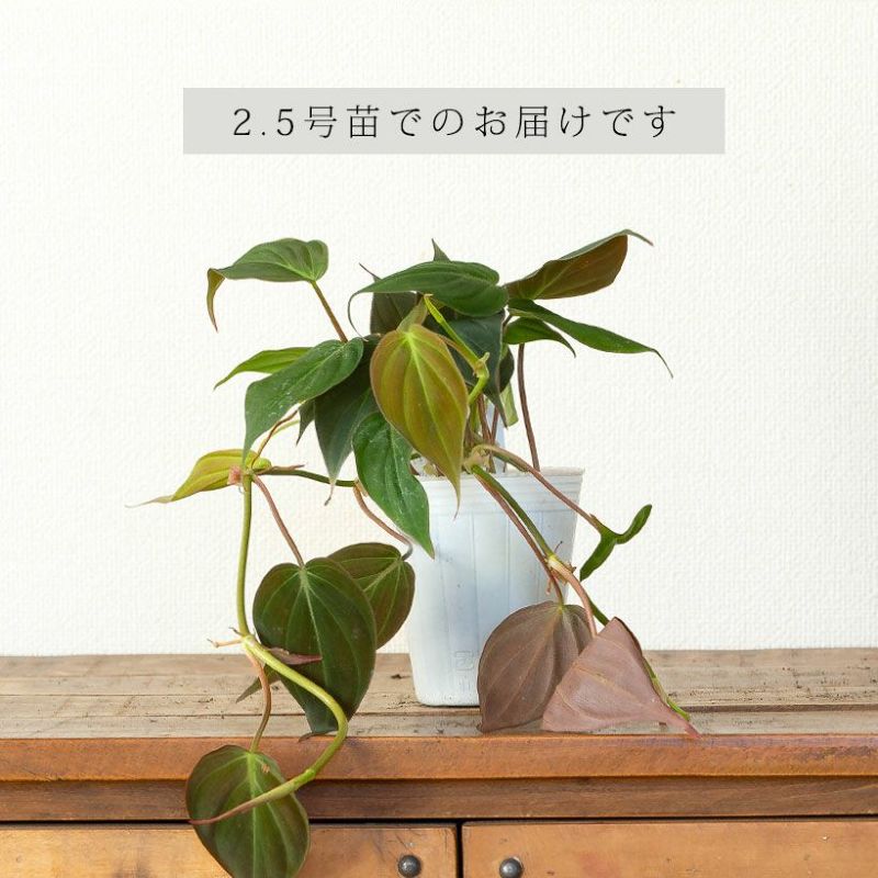 楽天市場】ベルベットハートLEAF！可愛いミカンス（フィロデンドロン