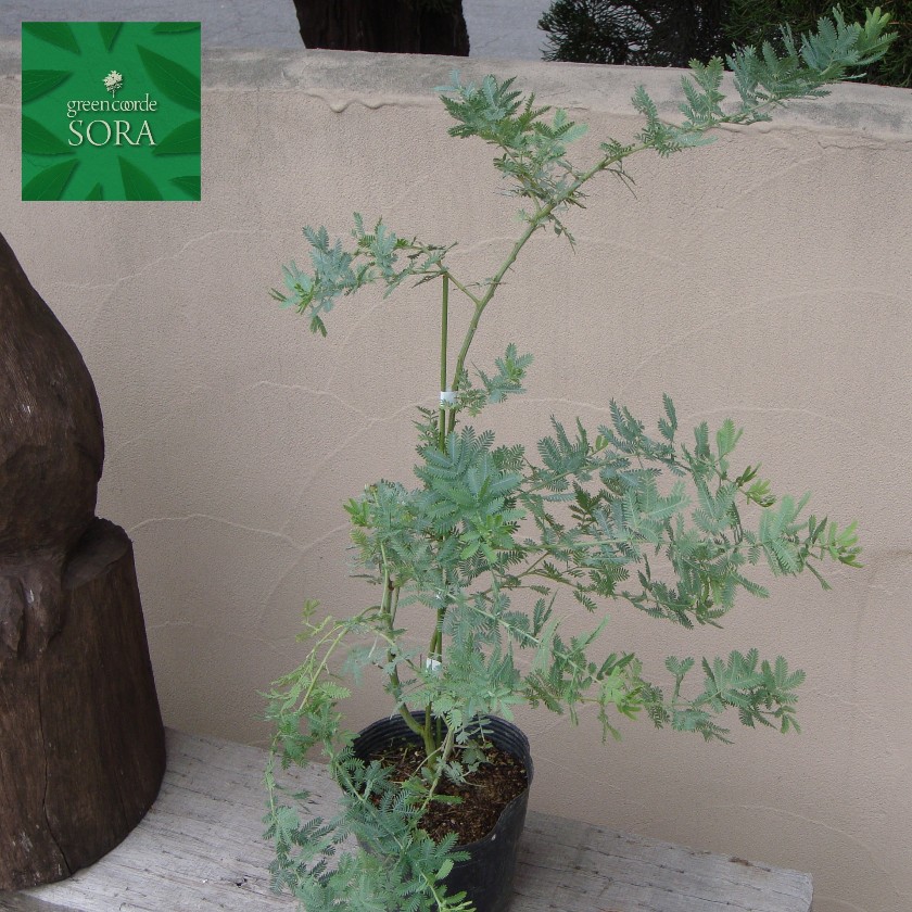 楽天市場】銀葉アカシア H500〜700mm 鉢底より 植木 苗 : SORA