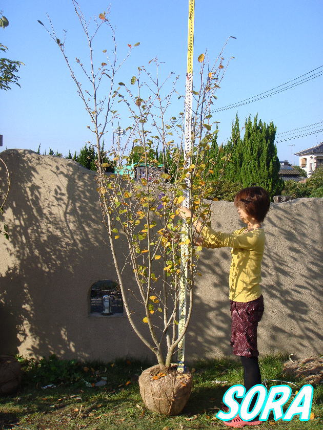 楽天市場】マンサク 単木 樹高H:1800mm 植木 苗 : SORA