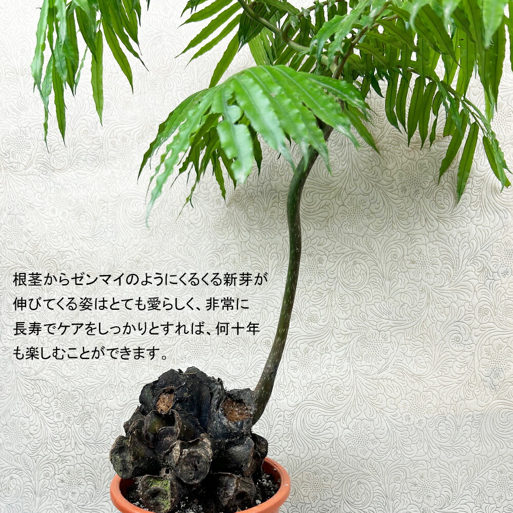 楽天市場】シダ植物 リュウビンタイ5号別名：龍の鱗 : カワナミ