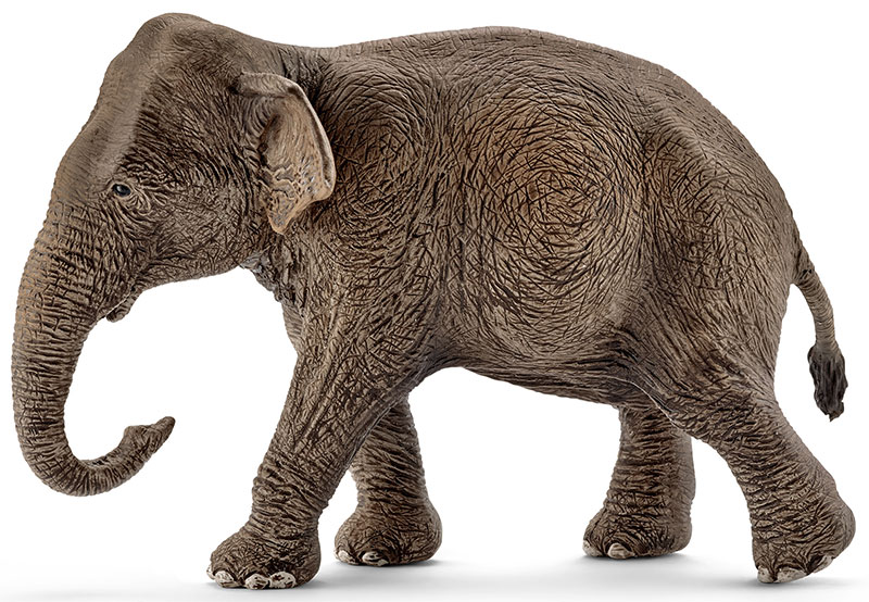 楽天市場】シュライヒ 動物フィギュア インド象(メス) 14753【Schleich