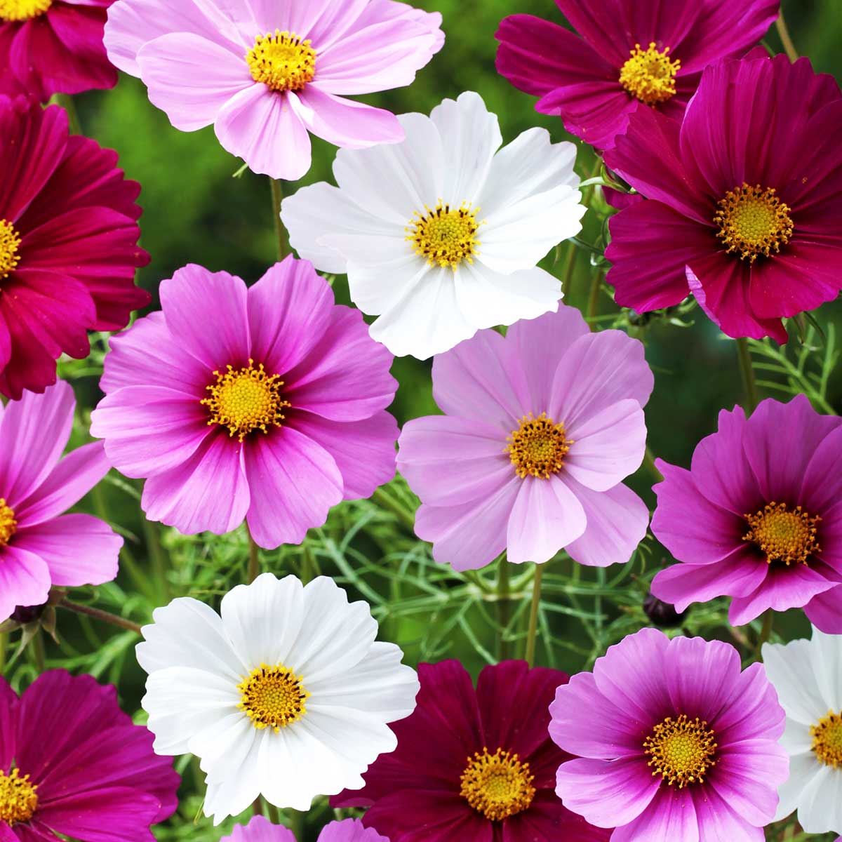 楽天市場】花の種 景観用 コスモス センセーション 混合 1L 約500g