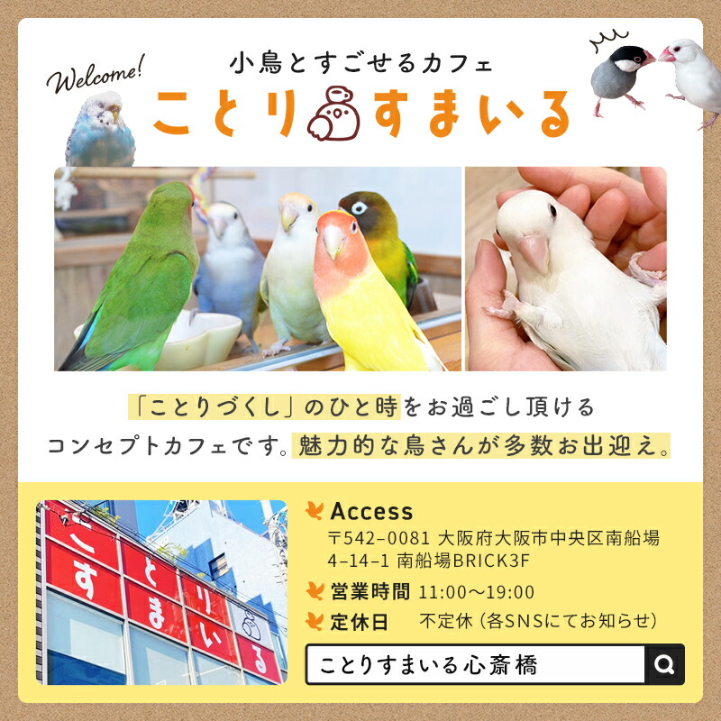 楽天市場】折りたたみミラー TORINOSHIGUSA セキセイインコ ◇ゆう