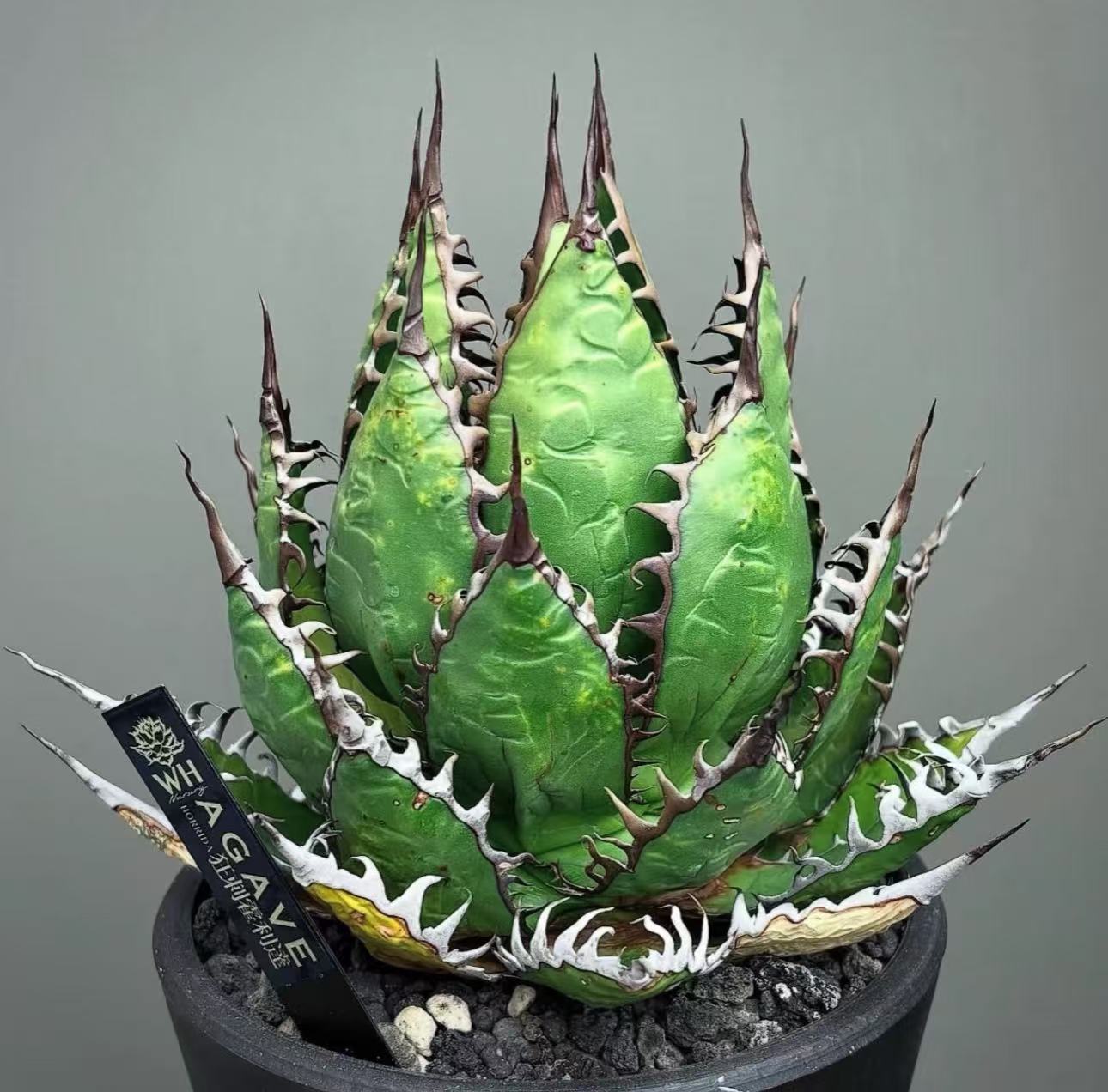 楽天市場】アガベ チタノタ ホリデー 霍利達 サイズ約 3cm-5cm : Easy