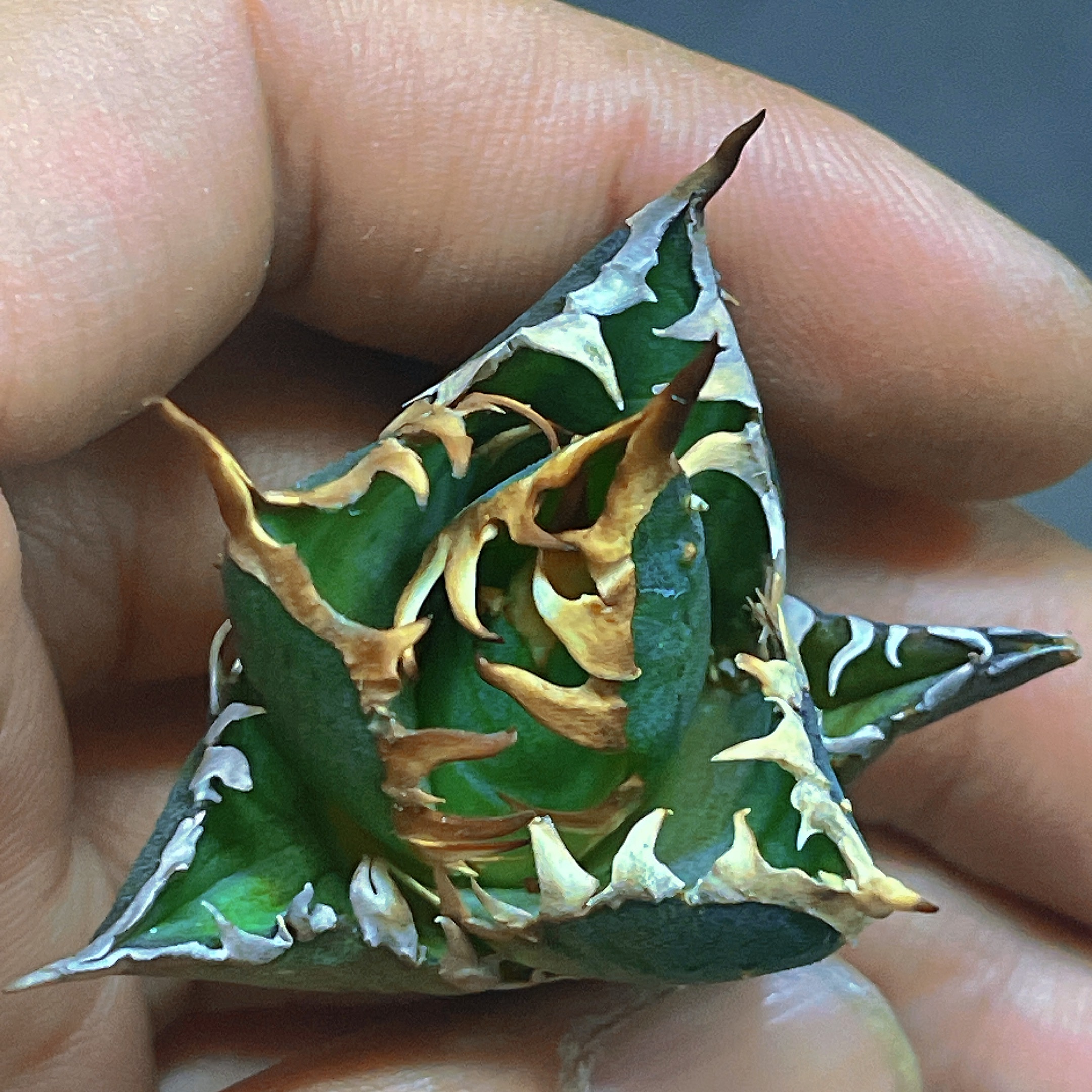 楽天市場】アガベ チタノタ ゴリ猫 赤猫 優良血統 希少な品質 4cm-6cm