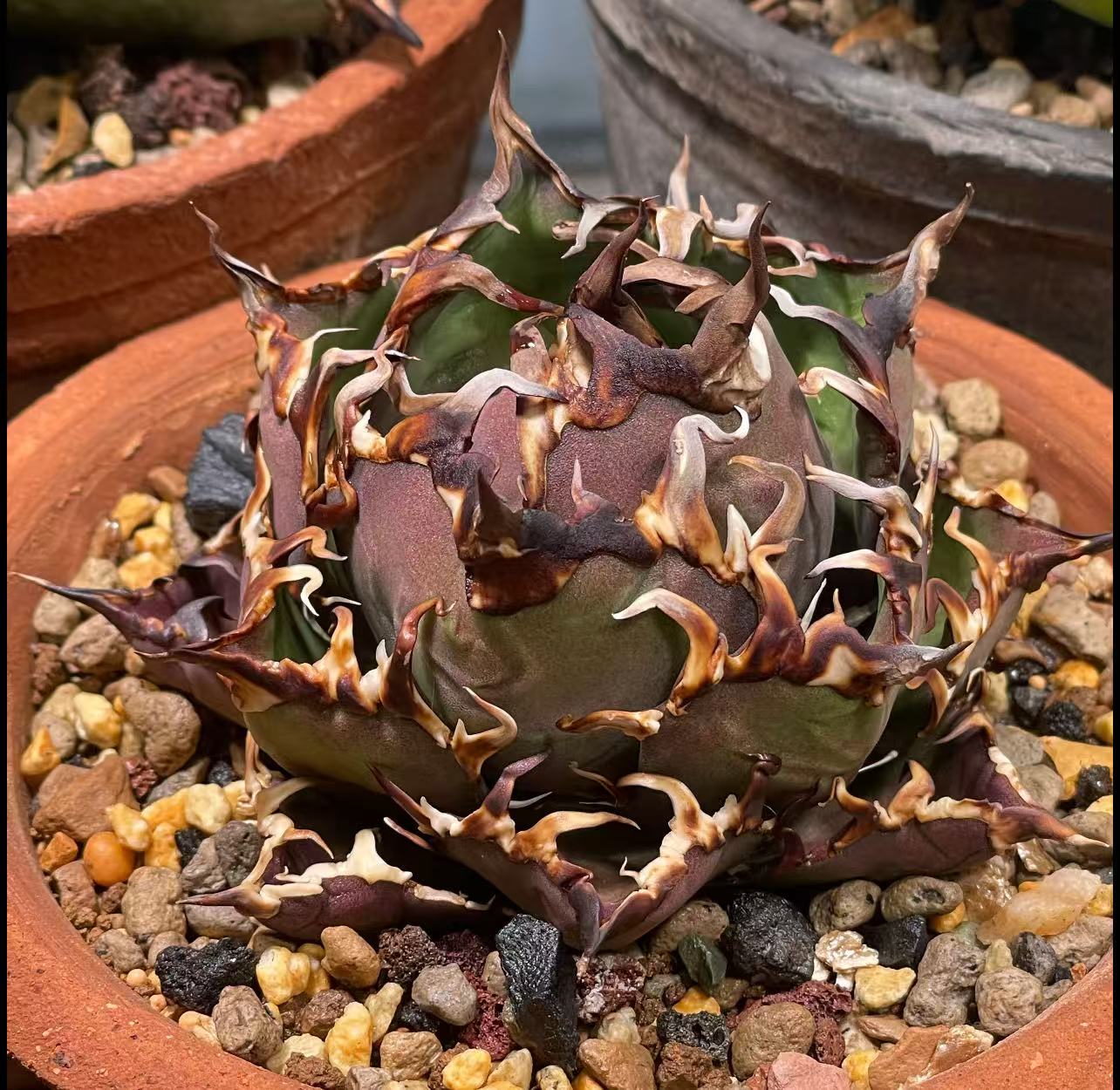 楽天市場】アガベ チタノタ シーザー 凱撒 優良血統超極上棘 美株 1株