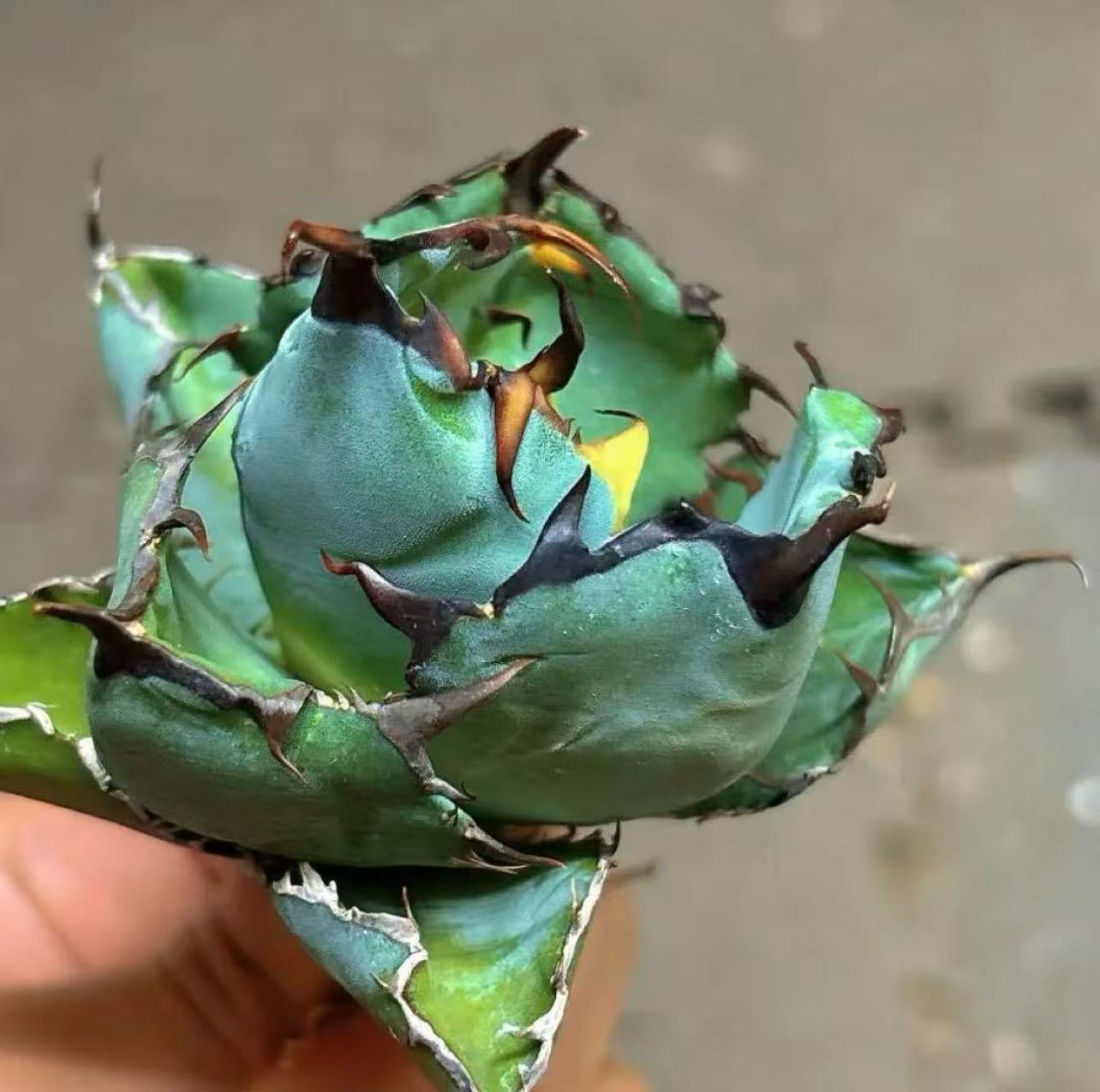 楽天市場】極上株アガベチタノタ ブラックアンドブルー 黒火焔 強棘 黒