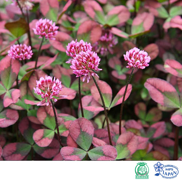 クローバー 苗」の人気商品一覧 | 安い商品を通販サイトから探す