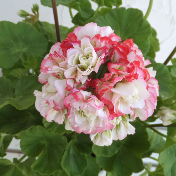 楽天市場】チューリップ咲き ゼラニウムの通販