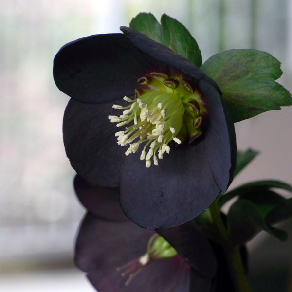 クリスマスローズ ブラック」の人気商品一覧 | 安い商品を通販サイト