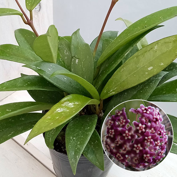 楽天市場】観葉植物/ホヤ：プビカリクス シルバーピンク3号ポット