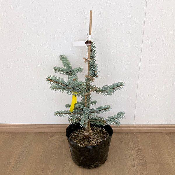 楽天市場】プンゲンストウヒ ホプシー（花・ガーデン・DIY）の通販