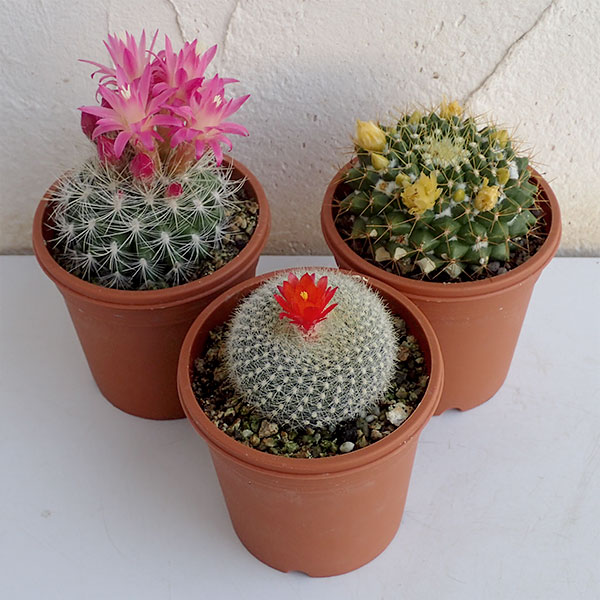 楽天市場】花 サボテン（種類（植物）サボテン）の通販