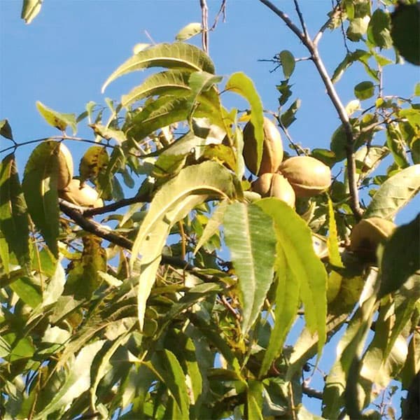 苗 ペカン」の人気商品一覧 | 安い商品を通販サイトから探す - 価格.com