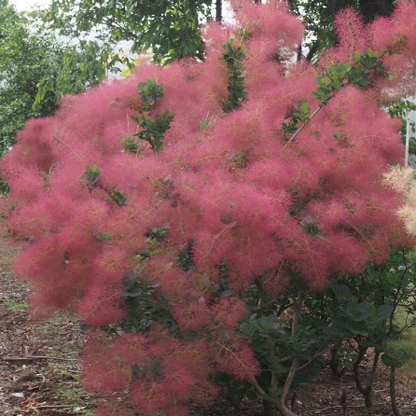 楽天市場】花木 庭木の苗/スモークツリー：リトルルビー3号ポット