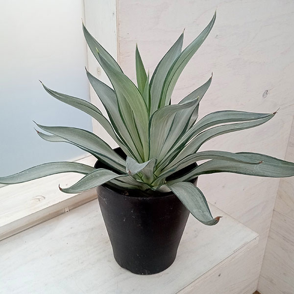 楽天市場】観葉植物/アガベ：クイックシルバー 6号 : 園芸ネット プラス
