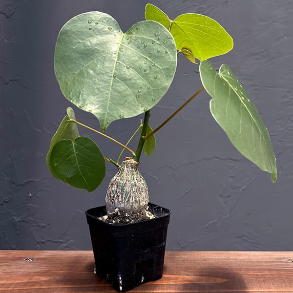 楽天市場】ボンバックス（観葉植物｜花・観葉植物）：花・ガーデン