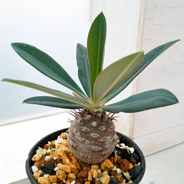 楽天市場】観葉植物/（わけあり特価）ユーフォルビア パキポディオ