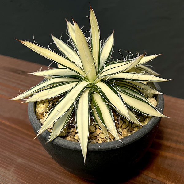 楽天市場】観葉植物/アガベ：白糸の王妃乱雪 黄中斑 3.5号鉢植え23-01