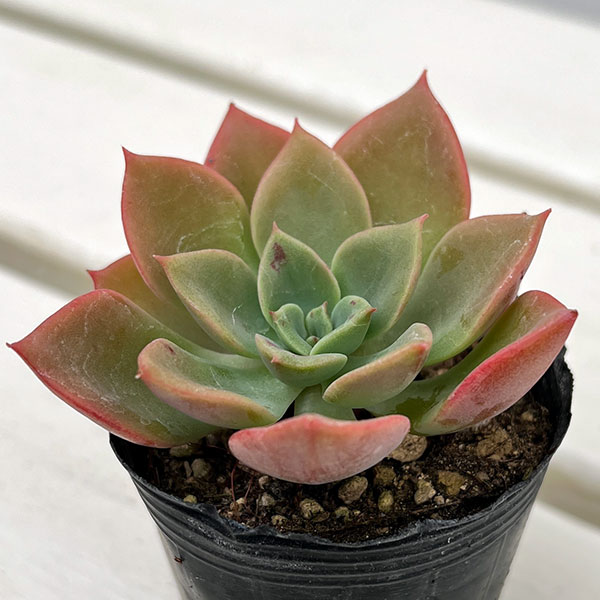 楽天市場】観葉植物/エケベリア：レッドノーブル2号ポット : 園芸